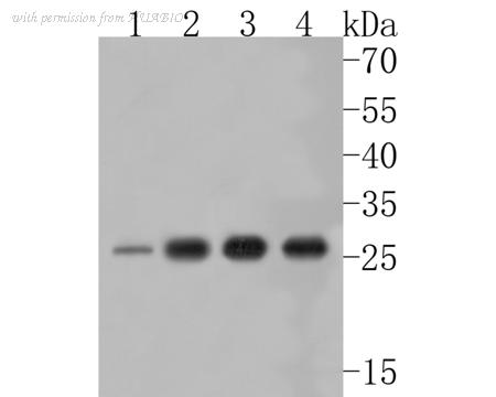 HUABIO HA720018 image 1