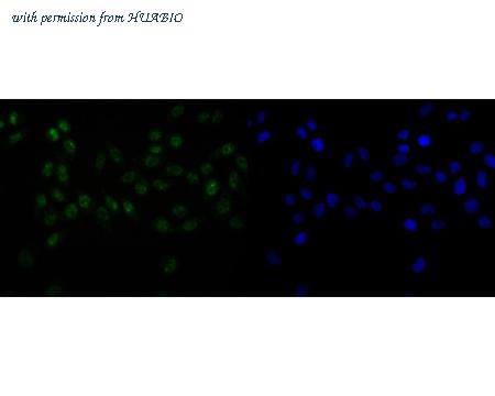 HUABIO HA720019 image 2