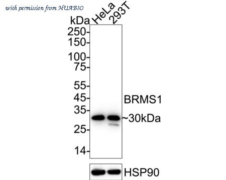 HUABIO HA720020 image 1