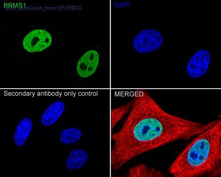 HUABIO HA720020 image 2