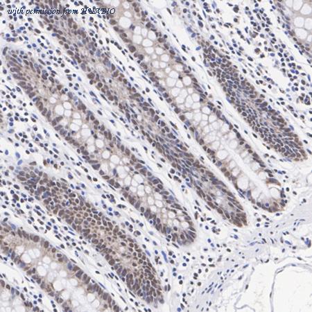 HUABIO HA720020 image 3