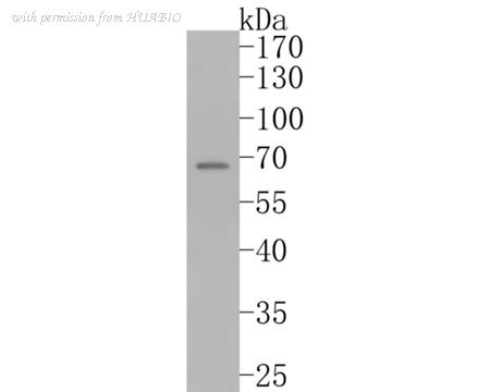 HUABIO HA720021 image 1