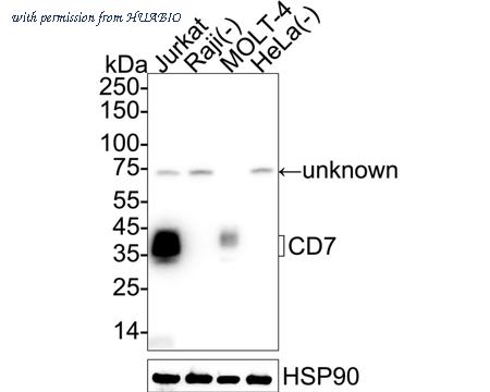 HUABIO HA720023 image 1