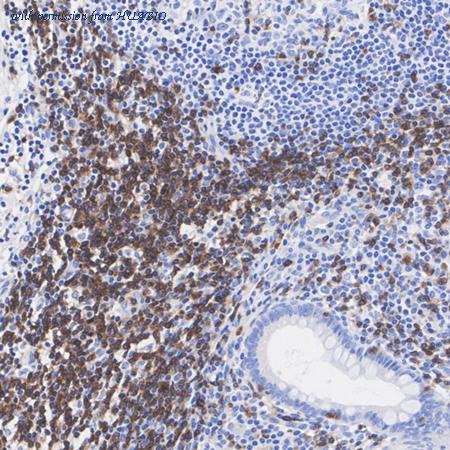 HUABIO HA720023 image 3