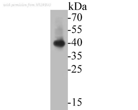 HUABIO HA720024 image 1