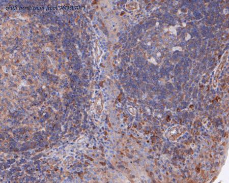 HUABIO HA720024 image 2