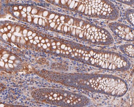 HUABIO HA720024 image 3