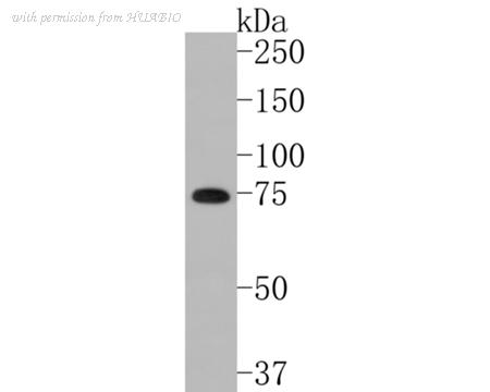 HUABIO HA720025 image 1