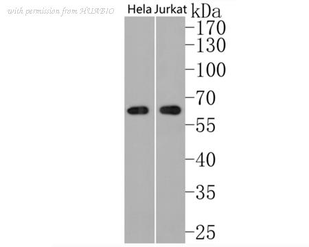 HUABIO HA720034 image 1