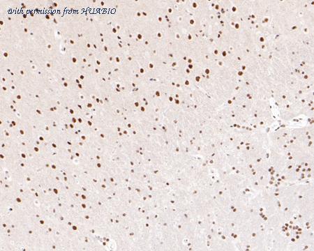 HUABIO HA720034 image 2