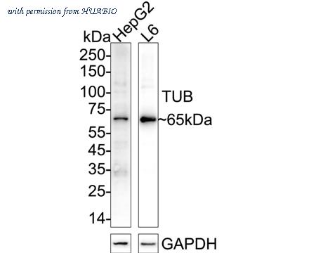 HUABIO HA720035 image 1