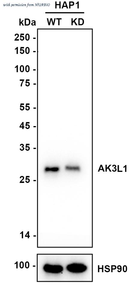 HUABIO HA720036 image 1
