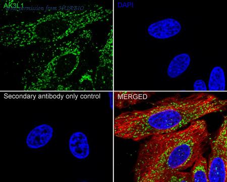 HUABIO HA720036 image 3