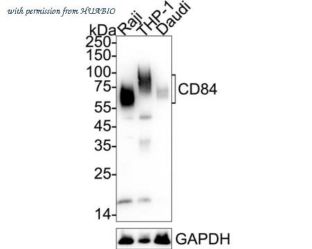HUABIO HA720037 image 1