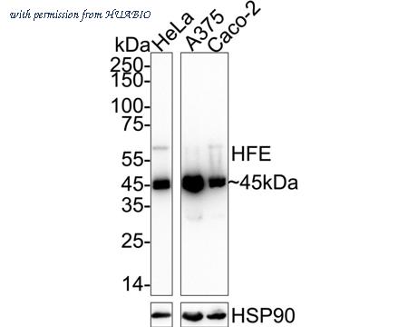 HUABIO HA720039 image 1