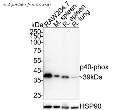 HUABIO HA720040 image 1