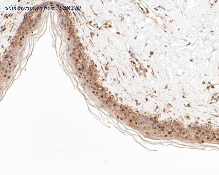 HUABIO HA720041 image 2