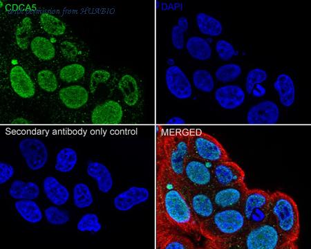 HUABIO HA720045 image 2