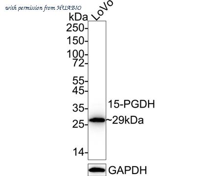 HUABIO HA720047 image 1