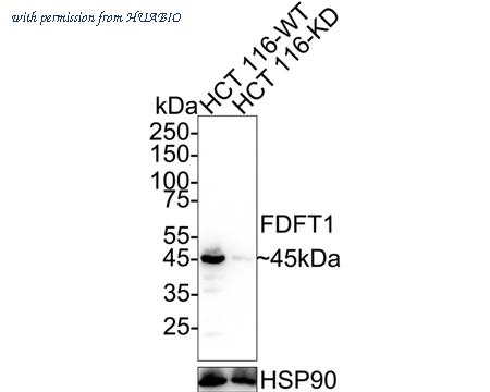 HUABIO HA720048 image 1
