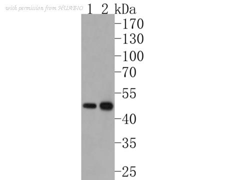 HUABIO HA720048 image 2