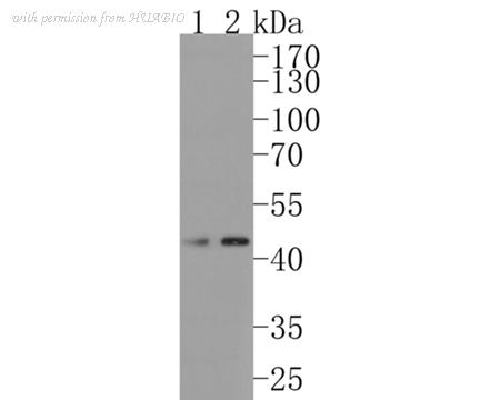 HUABIO HA720048 image 3