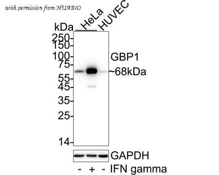 HUABIO HA720049 image 1