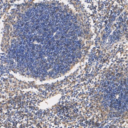 HUABIO HA720049 image 3