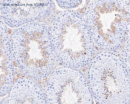 HUABIO HA720055 image 2