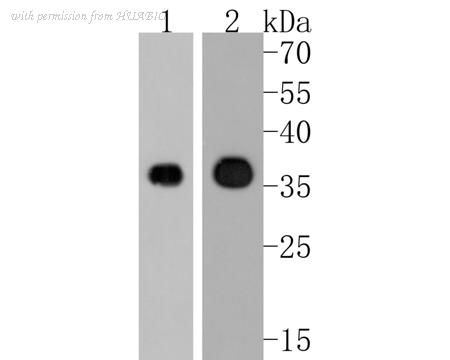 HUABIO HA720056 image 1