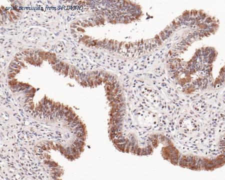 HUABIO HA720057 image 2