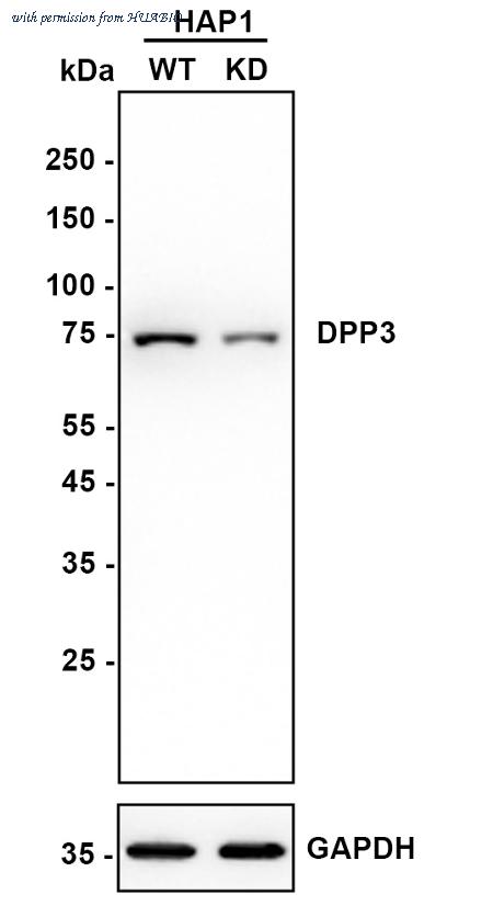 HUABIO HA720058 image 1