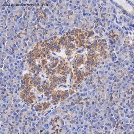 HUABIO HA720059 image 2