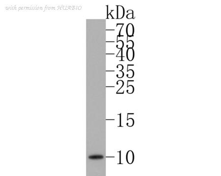 HUABIO HA720060 image 1