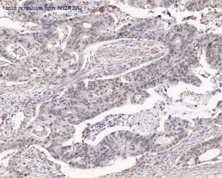 HUABIO HA720060 image 2