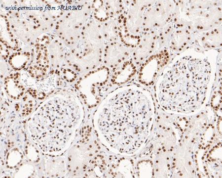 HUABIO HA720060 image 3