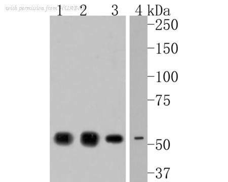HUABIO HA720061 image 1