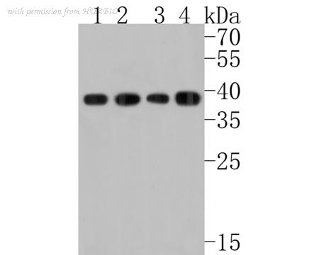 HUABIO HA720062 image 1