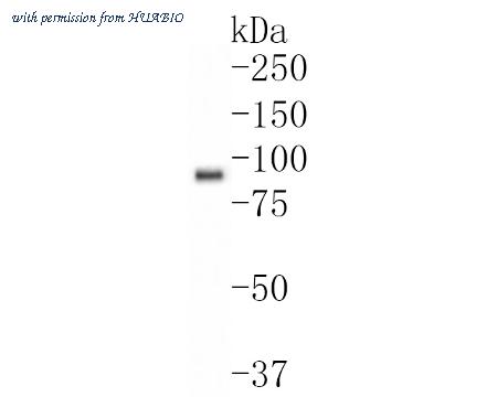 HUABIO HA720063 image 1