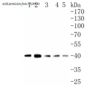 HUABIO HA720065 image 1