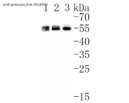 HUABIO HA720066 image 1