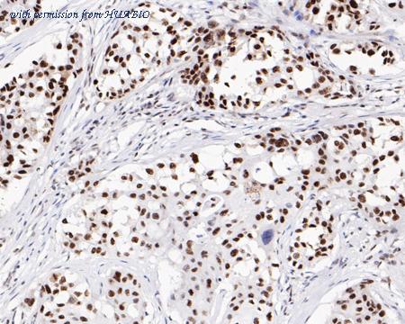 HUABIO HA720066 image 2