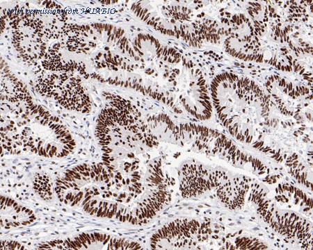 HUABIO HA720066 image 3