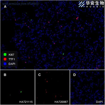 HUABIO HA720067 image 3