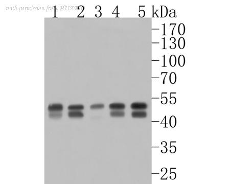 HUABIO HA720074 image 1