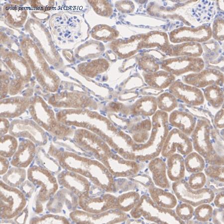 HUABIO HA720075 image 2