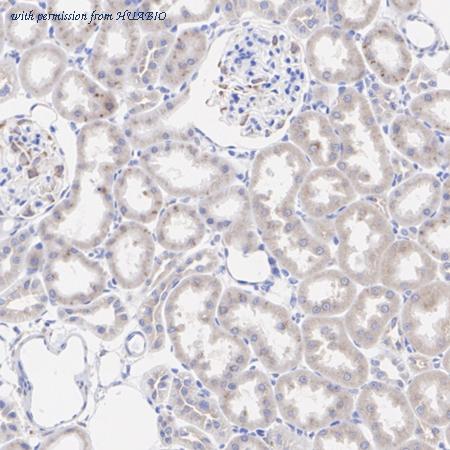 HUABIO HA720075 image 3