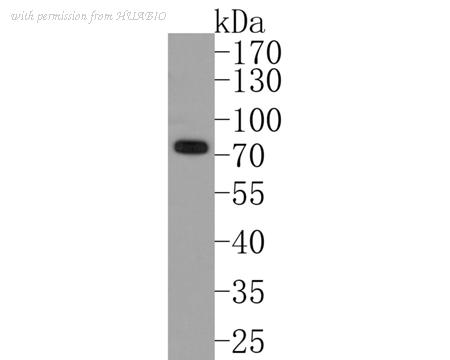 HUABIO HA720076 image 1