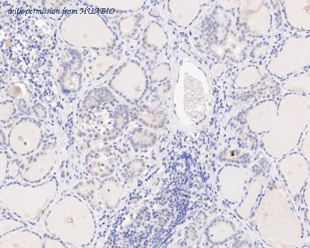 HUABIO HA720076 image 2