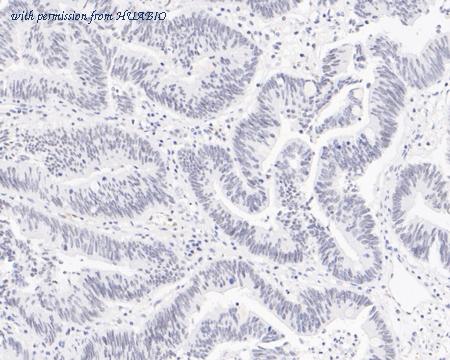 HUABIO HA720076 image 3